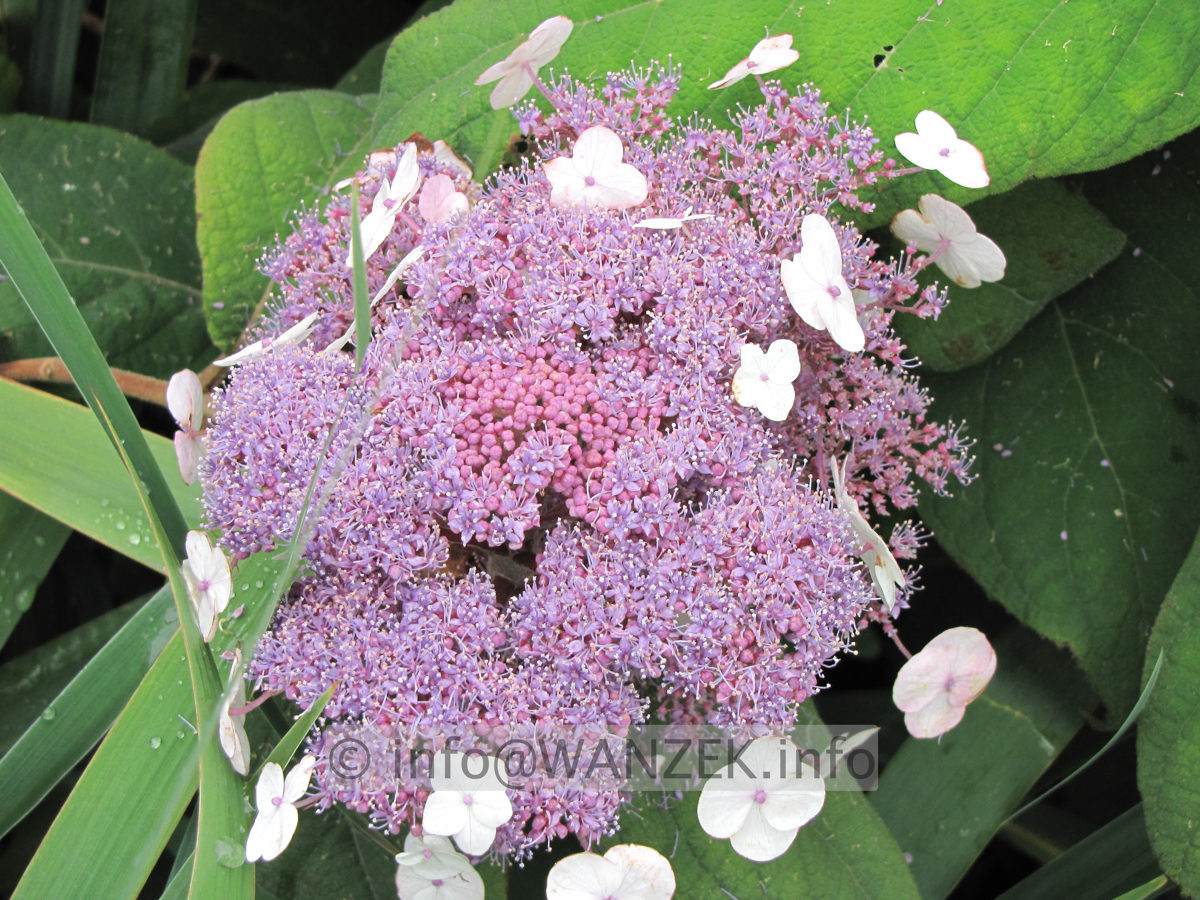 Hydrangea aspera Macrophylla 03.JPG
